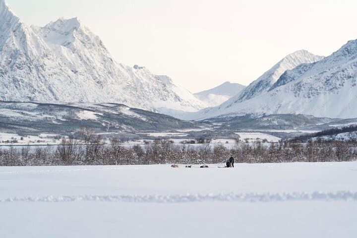 Self-Drive Dog Sledding from Tromsø: Noon Husky Adventure & Lyngen Views photo 4