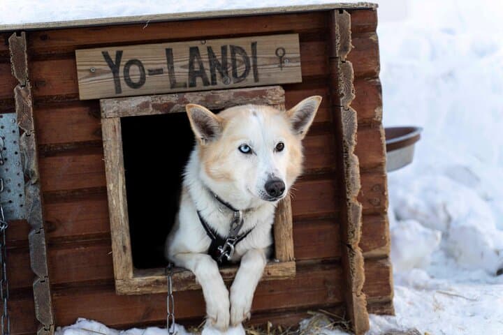 Dog Sledding from Tromsø: Easy Huskies Day Tour to Breivikeidet photo 6