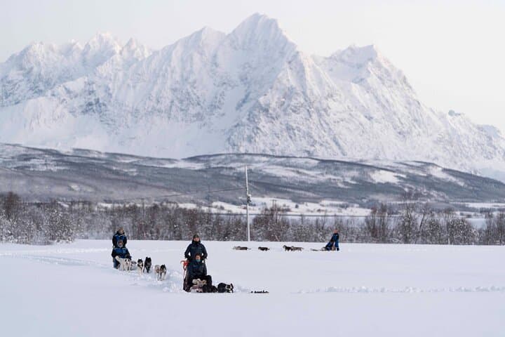 Dog Sledding from Tromsø: Easy Huskies Day Tour to Breivikeidet photo 3