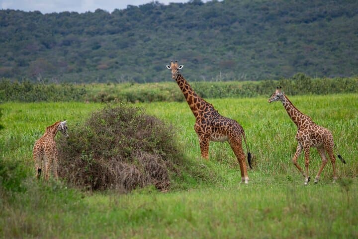 Private Day Trip to Akagera National Park — Big Five Safari from Kigali photo 3
