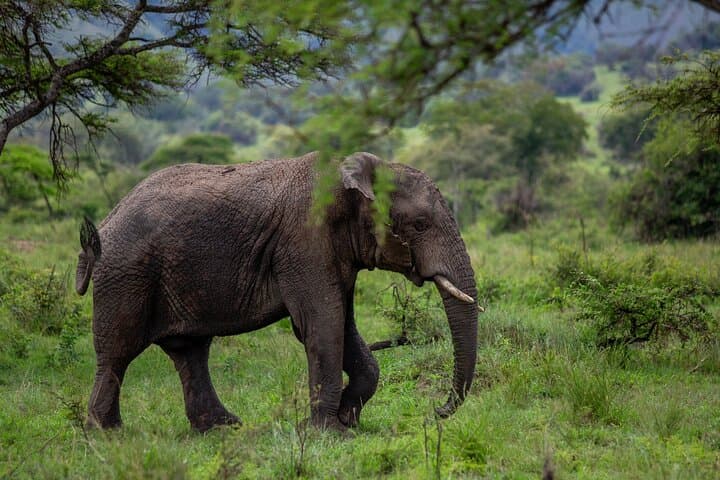 Private Day Trip to Akagera National Park — Big Five Safari from Kigali photo 2