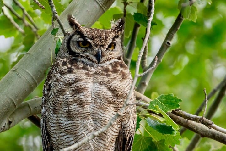 Half-Day Birdwatching Near Santiago — Batuco Wetlands or Farellones Mountains