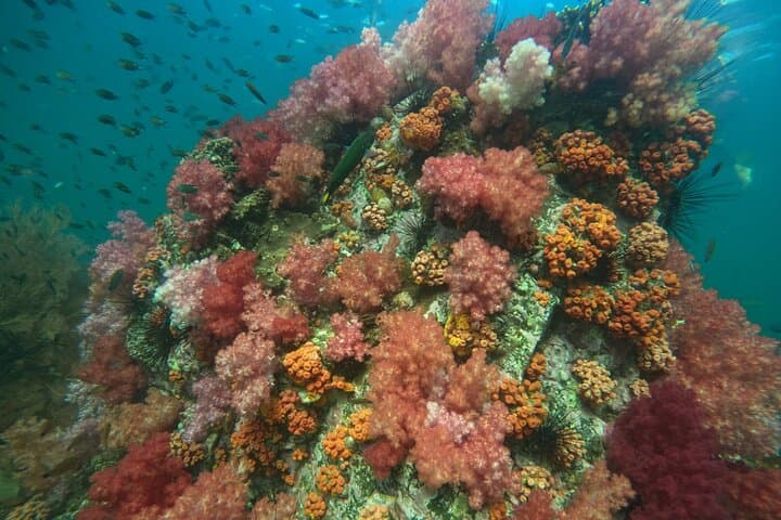 Ko Lipe 5-Island Snorkel by Longtail: Coral Gardens, Black Stones & Beach Lunch photo 2
