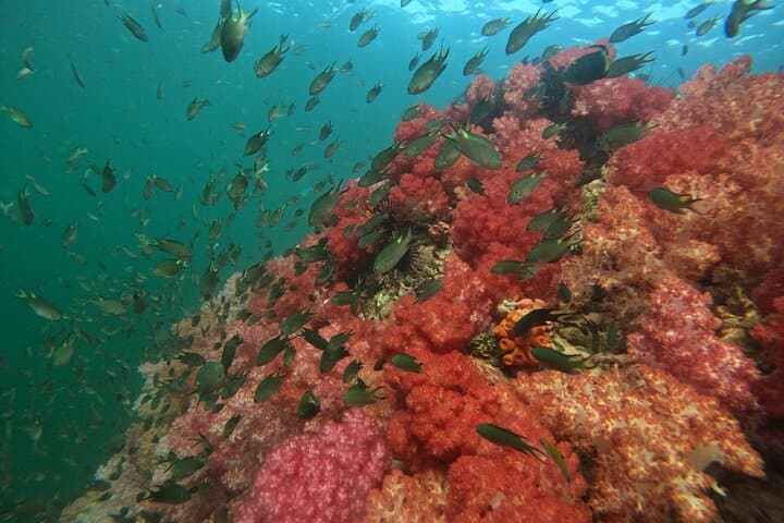 Ko Lipe 5-Island Snorkel by Longtail: Coral Gardens, Black Stones & Beach Lunch photo 4