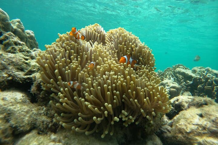 Ko Lipe 5-Island Snorkel by Longtail: Coral Gardens, Black Stones & Beach Lunch photo 3