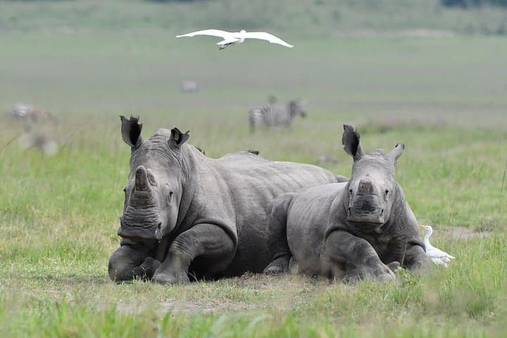 Private Day Safari in Akagera National Park: Big Five Game Drive from Kigali photo 4