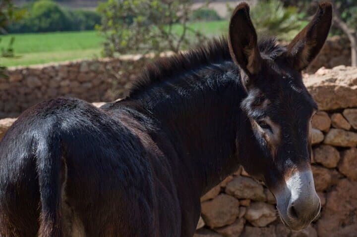 Alghero Olive Grove Visit: Farm Tour and Traditional Oil Tasting photo 6
