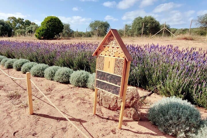 Discover the Bee Garden at Guardia Grande — Porto Conte's Pollinator Oasis photo 1