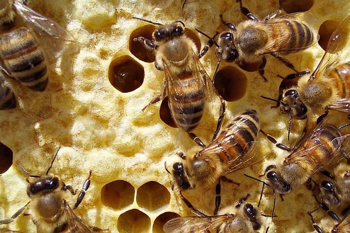 Discover the Bee Garden at Guardia Grande — Porto Conte's Pollinator Oasis photo 4