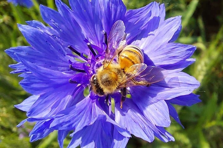 Discover the Bee Garden at Guardia Grande — Porto Conte's Pollinator Oasis photo 2