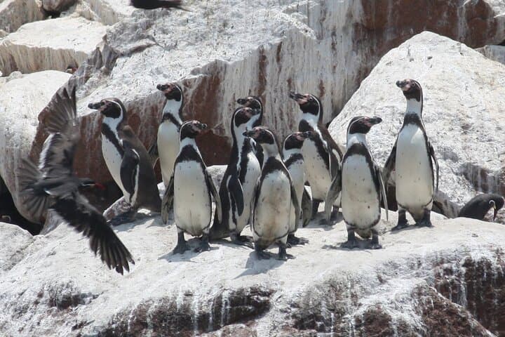 Paracas & Huacachina Day Trip from Lima — Ballestas Islands, Vineyard Lunch & Dune Buggy photo 5