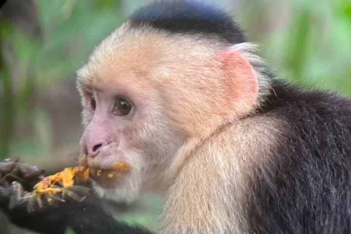 Manuel Antonio Nature Walk: Guided Wildlife Tour & Beach Finale photo 2