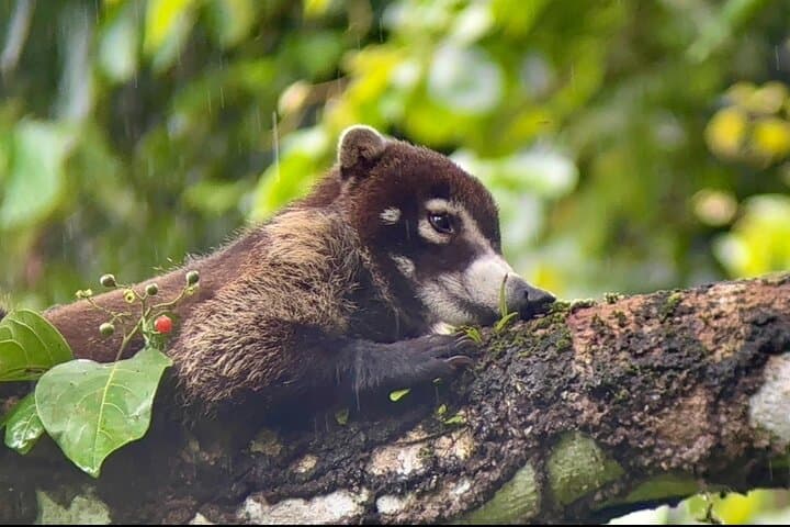 Manuel Antonio Nature Walk: Guided Wildlife Tour & Beach Finale photo 3