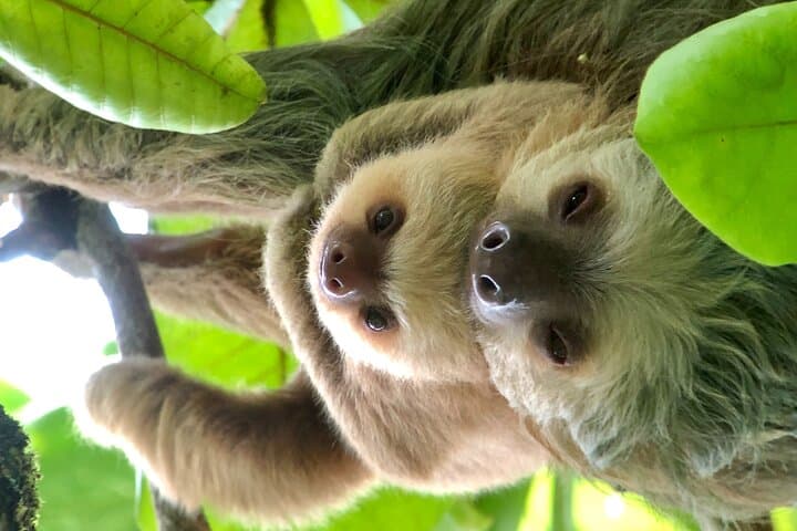 Manuel Antonio Nature Walk: Guided Wildlife Tour & Beach Finale photo 4