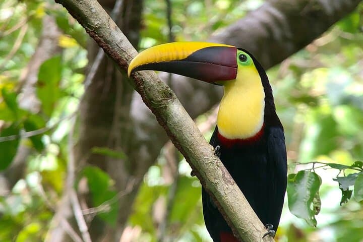 Manuel Antonio Nature Walk: Guided Wildlife Tour & Beach Finale photo 6