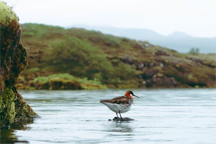 Dynjandi Waterfall, Flateyri & Bird Sanctuary Day Tour from Ísafjörður photo 4