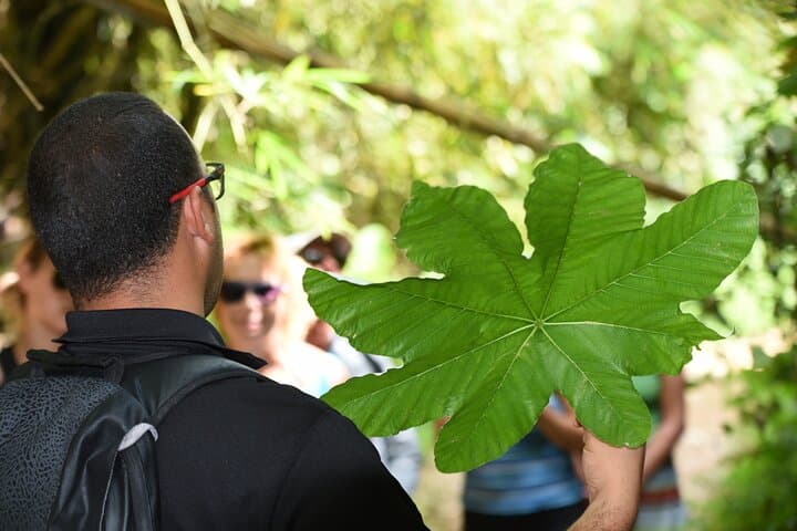 Half-Day El Yunque Rainforest Tour from San Juan — La Coca Falls & Yocahu Tower photo 4