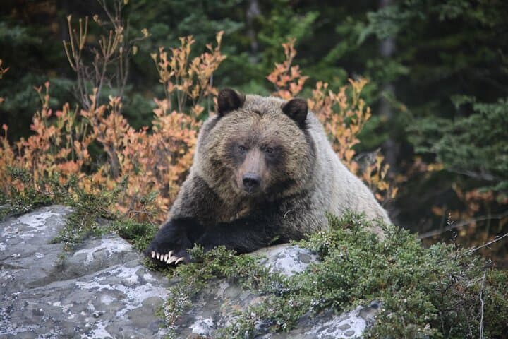 Banff Wildlife & Gondola: Small-Group Highlights Tour