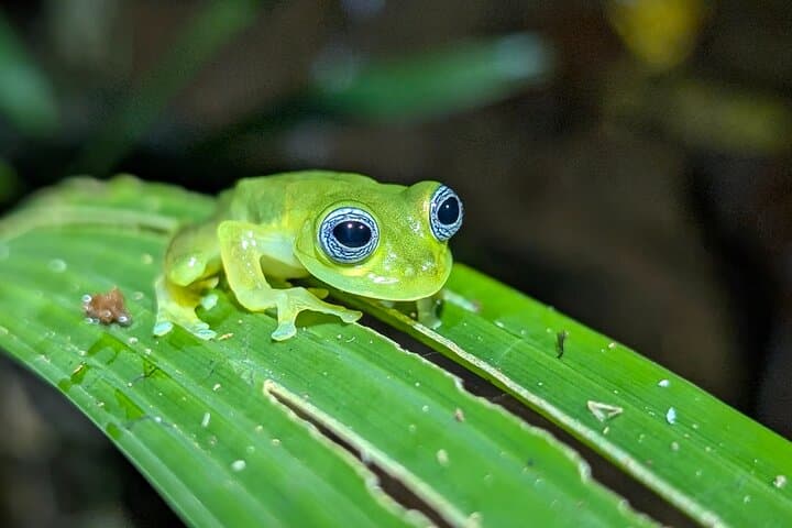 Night Waterfall & Nocturnal Safari at Bonito Creek — Near Panama City photo 2