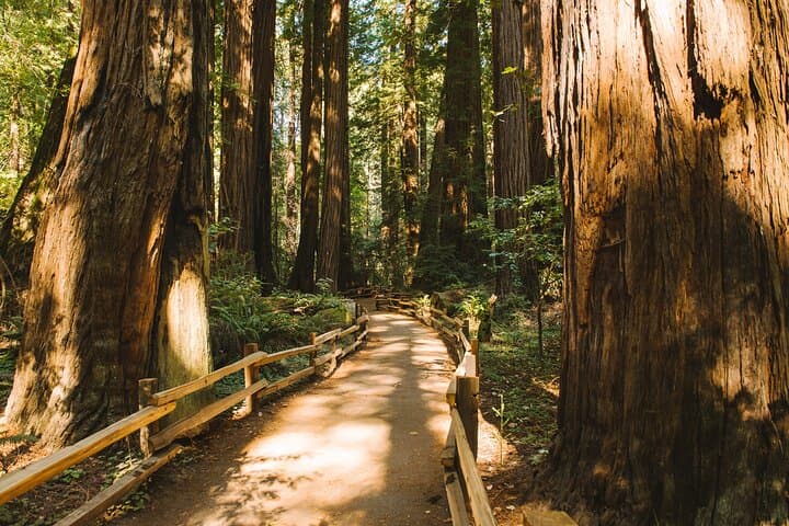 Muir Woods to the Golden Gate: Shuttle, Redwoods and Self-Guided Bay Bridge Bike Ride photo 2