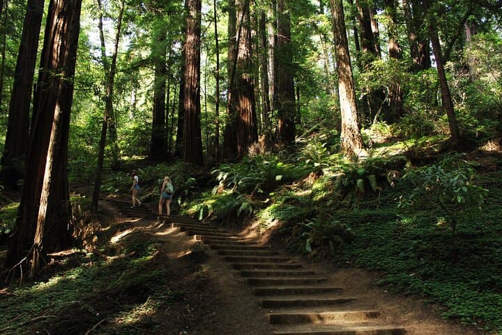 Muir Woods to the Golden Gate: Shuttle, Redwoods and Self-Guided Bay Bridge Bike Ride photo 3