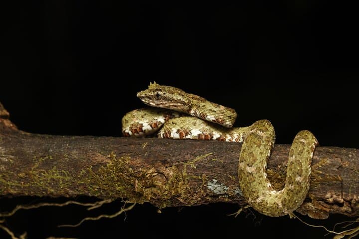 Night Waterfall & Nocturnal Safari at Bonito Creek — Near Panama City photo 3