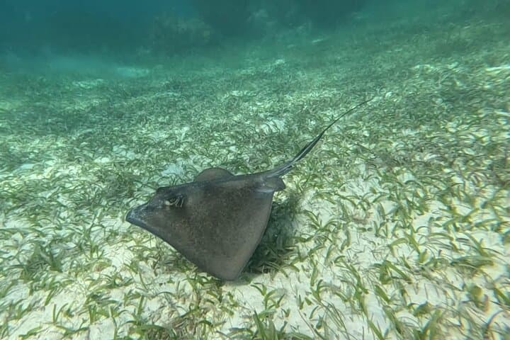 Snorkel Puerto Morelos: 2‑Hour Reef Adventure to Pirate & Labyrinth Reefs photo 2