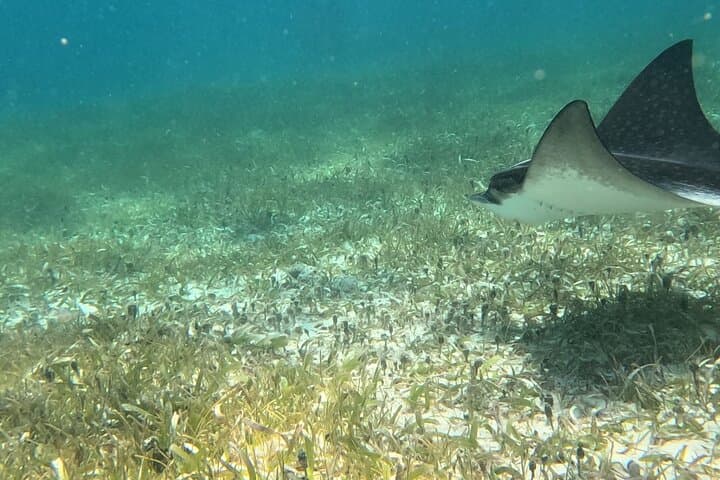 Snorkel Puerto Morelos: 2‑Hour Reef Adventure to Pirate & Labyrinth Reefs photo 3