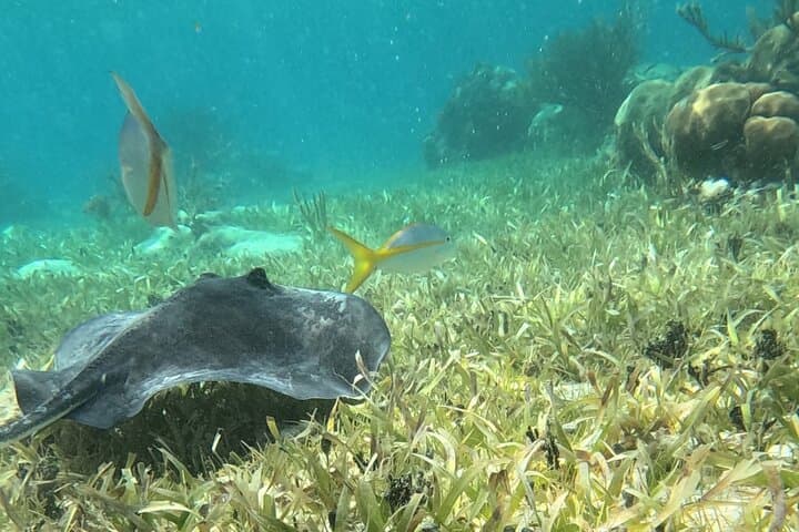 Snorkel Puerto Morelos: 2‑Hour Reef Adventure to Pirate & Labyrinth Reefs photo 4