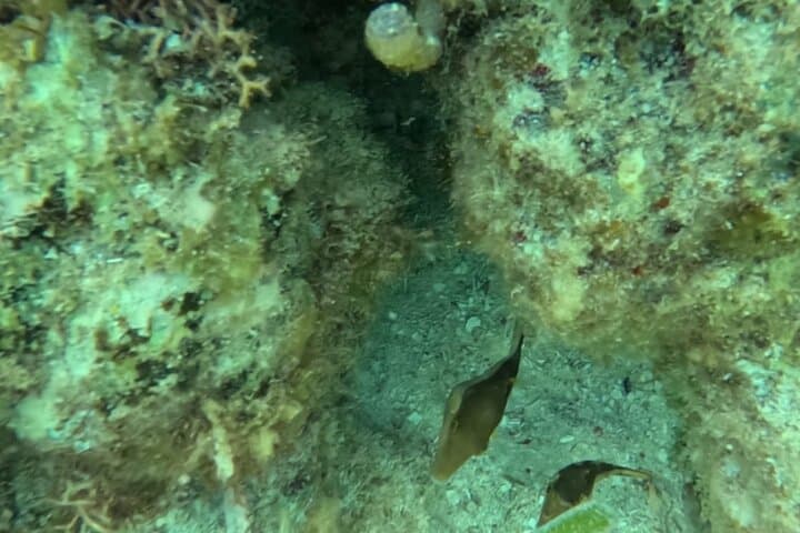 Snorkel Puerto Morelos: 2‑Hour Reef Adventure to Pirate & Labyrinth Reefs photo 5