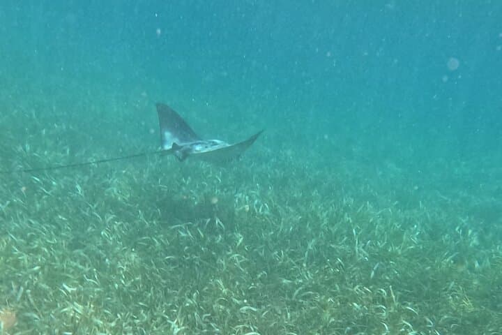Snorkel Puerto Morelos: 2‑Hour Reef Adventure to Pirate & Labyrinth Reefs photo 6
