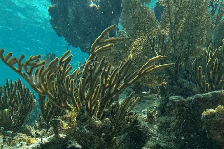 Snorkel Puerto Morelos: 2‑Hour Reef Adventure to Pirate & Labyrinth Reefs