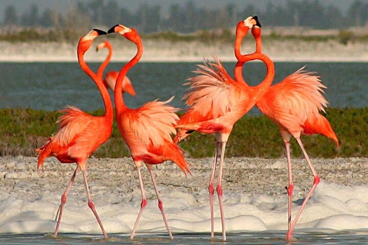 Day Trip to Río Lagartos & Las Coloradas: Pink Lakes, Mangroves & Flamingos from Cancun photo 3