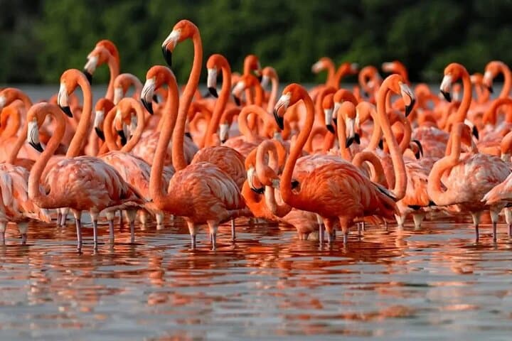 Day Trip to Río Lagartos & Las Coloradas: Pink Lakes, Mangroves & Flamingos from Cancun photo 4