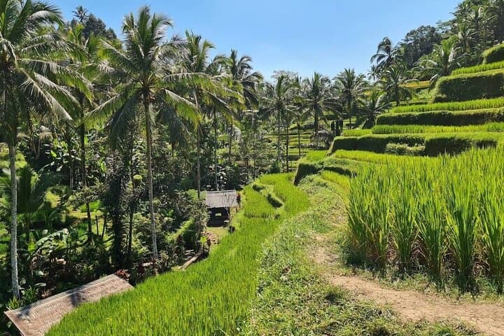Ubud Discovery Day Tour: Rice Terraces, Monkey Forest & Sacred Sites photo 3