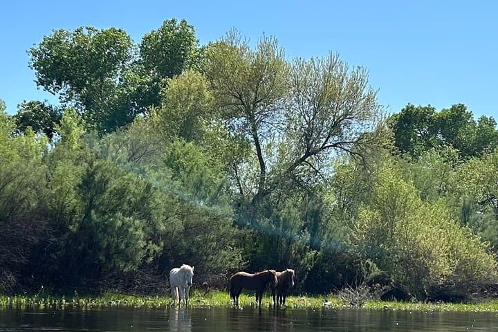 Lower Salt River Guided Kayak Tours — Wild Horses & Easy Flatwater Kayaking near Phoenix photo 3