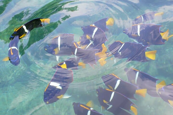 Hidden Beach Snorkeling Adventure in Southern Puerto Vallarta: Boat, Snorkel & Local Flavors photo 5