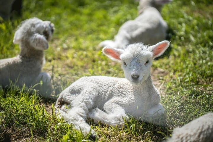 Arthur's Pass Day Tour from Lyttelton — Sheep Farm, Otira Gorge & Alpine Village photo 5