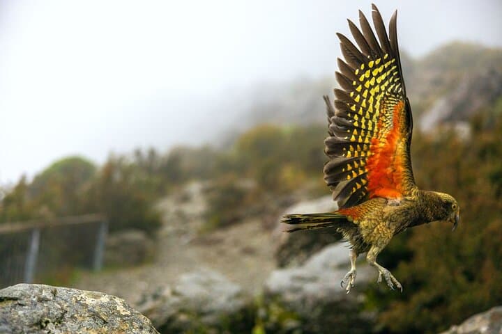 Arthur's Pass Day Tour from Lyttelton — Sheep Farm, Otira Gorge & Alpine Village photo 3
