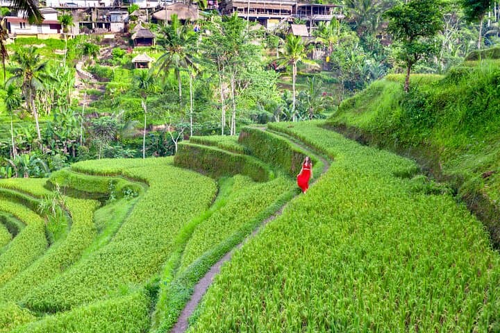 Private Ubud Full-Day: Monkey Forest, Tegallalang Rice Terraces, Tirta Empul & Coffee Plantation