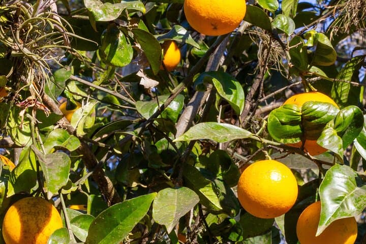 Unforgettable Small-Boat Ride Through the Tigre Delta — Private Tour from Buenos Aires photo 4