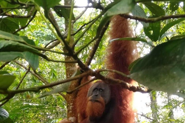 Bukit Lawang Day Trek from Medan: Jungle Trekking to See Orangutans photo 2