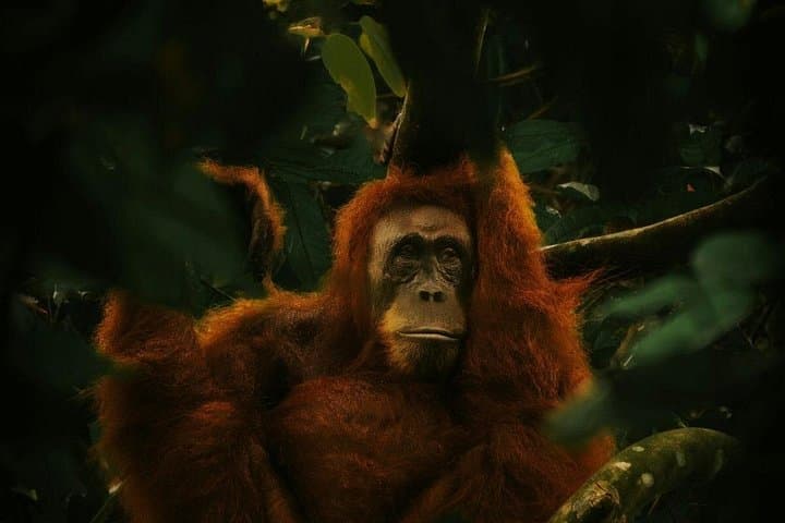 Bukit Lawang Day Trek from Medan: Jungle Trekking to See Orangutans photo 3