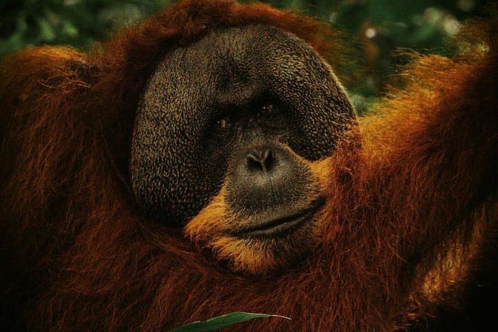 Bukit Lawang Day Trek from Medan: Jungle Trekking to See Orangutans photo 1