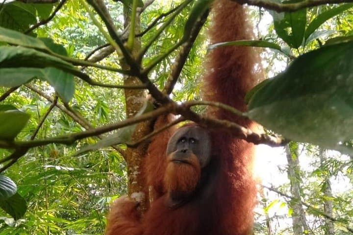 Bukit Lawang Day Trek from Medan: Jungle Trekking to See Orangutans photo 4