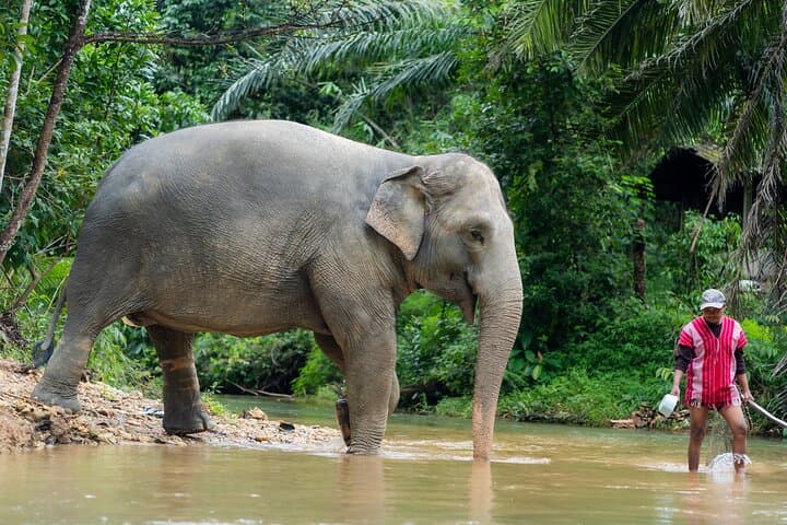 Khaolak Elephant Sanctuary Visit and River Tubing — Half-Day Jungle Wildlife & River Float photo 2