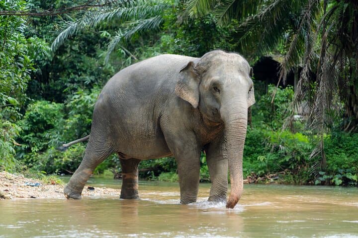 Khaolak Elephant Sanctuary Visit and River Tubing — Half-Day Jungle Wildlife & River Float