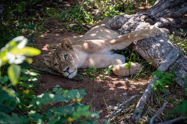 Two-Day Victoria Falls & Chobe Safari: Rhino Walk, River Cruise & Game Drives photo 2