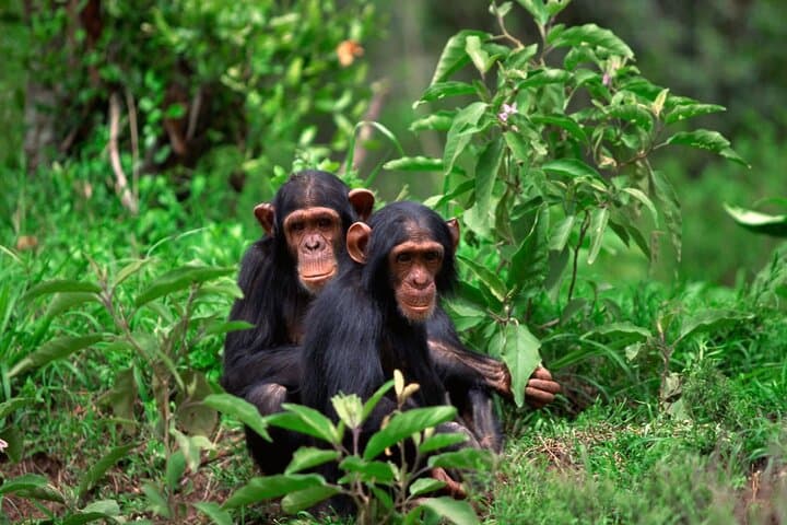 2-Day Waterfalls and Chimpanzee Trek in Bururi, Burundi: Karera, Kibimbi & Nile Source photo 5