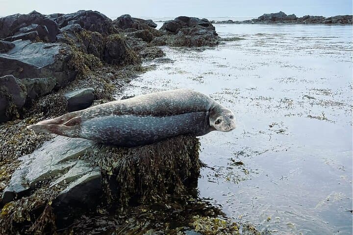 Isafjordur to Dynjandi Waterfall Tour: Westfjords Scenic Drive & Photo Stops photo 2